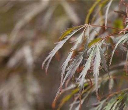 Acer palmatum 'Crimson Queen'