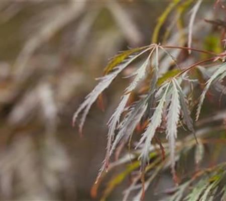 Acer palmatum 'Crimson Queen'