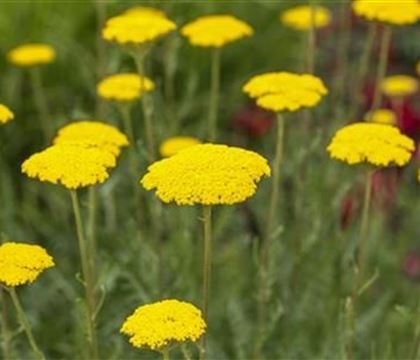 Achillea filipendulina 'Parker'