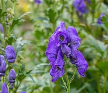 Aconitum carmichaelii 'Arendsii'