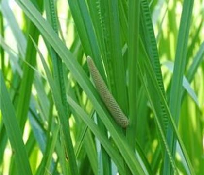 Acorus calamus