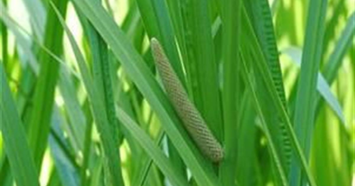 Acorus calamus
