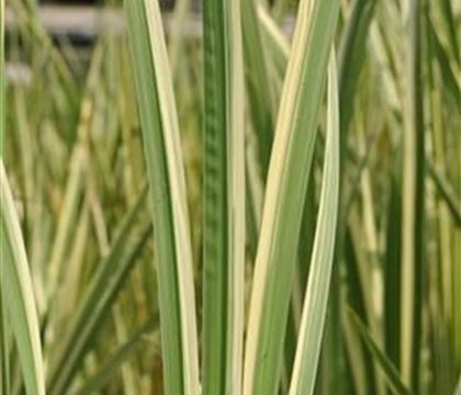 Acorus calamus 'Variegatus'