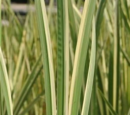 Acorus calamus 'Variegatus'