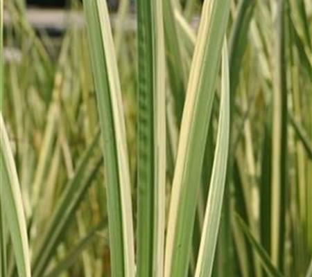 Acorus calamus 'Variegatus'