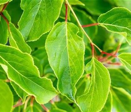 Actinidia arguta