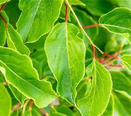 Actinidia arguta