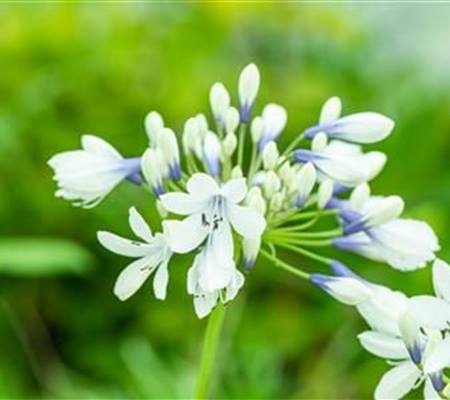 Agapanthus africanus 'Twister'
