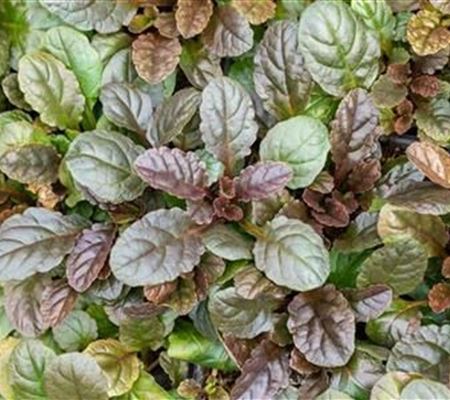 Ajuga reptans 'Atropurpurea'