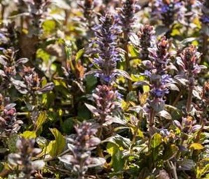 Ajuga reptans 'Braunherz'