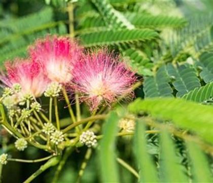 Albizia julibrissin