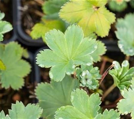 Alchemilla erythropoda