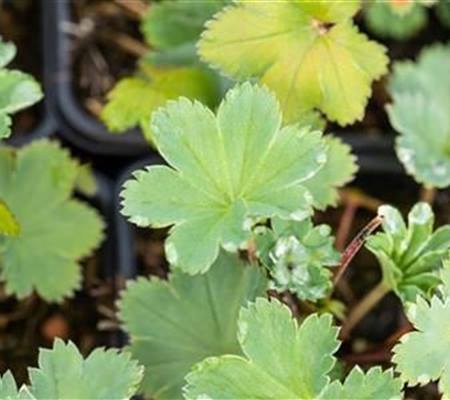 Alchemilla erythropoda