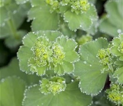 Alchemilla mollis