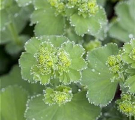 Alchemilla mollis