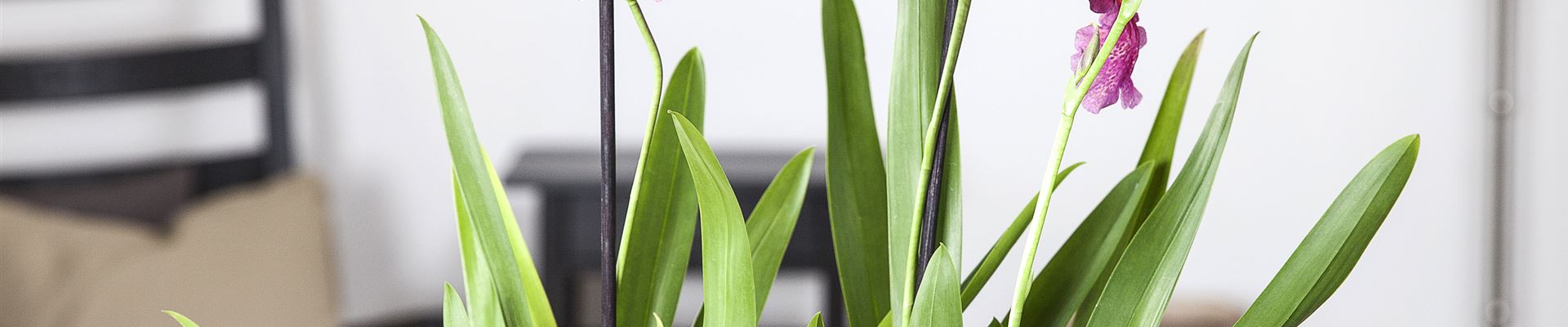 GS426270.jpg GS426270.jpg