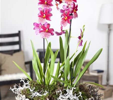 Dicke Luft? Kein Problem mit den richtigen Pflanzen! Dicke Luft? Kein Problem mit den richtigen Pflanzen!