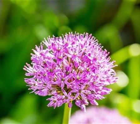 Allium aflatunense 'Purple Sensation'