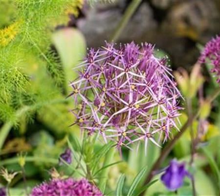 Allium christophii