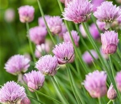 Allium schoenoprasum