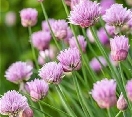 Allium schoenoprasum