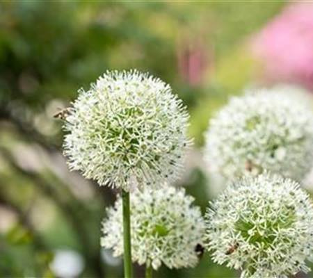 Allium stipitatum 'Mount Everest'