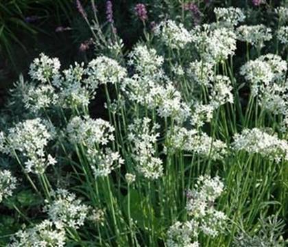 Allium tuberosum