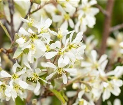 Amelanchier canadensis 'Rainbow Pillar'