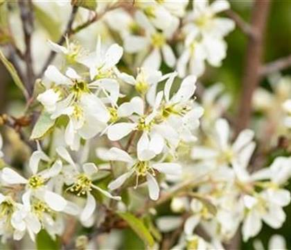 Amelanchier canadensis 'Rainbow Pillar'