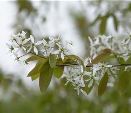 Amelanchier laevis
