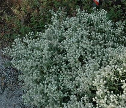 Anaphalis triplinervis 'Sommerschnee'
