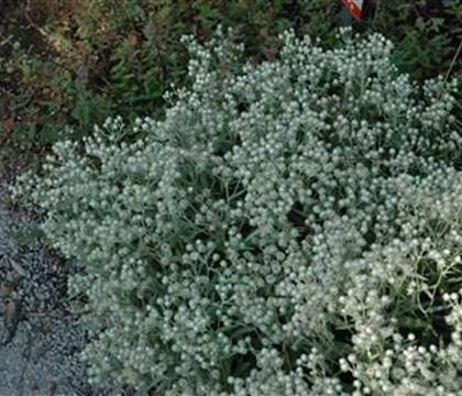 Anaphalis triplinervis 'Sommerschnee'