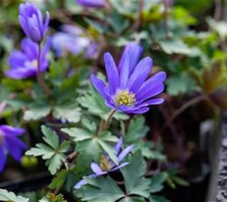 Anemone blanda 'Blue Shades'