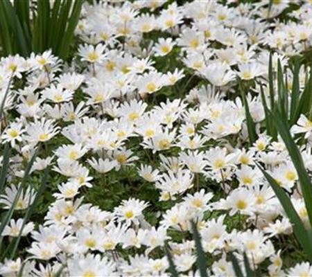 Anemone blanda 'White Splendour'