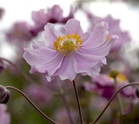 Anemone hupehensis 'September Charm'