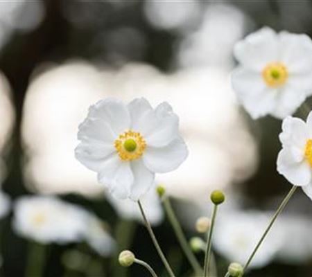 Anemone hybrida (x) 'Honorine Jobert'