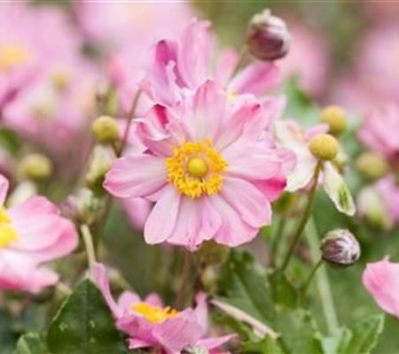 Anemone hybrida (x) 'Königin Charlotte'