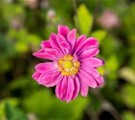 Anemone hybrida (x) 'Pamina'