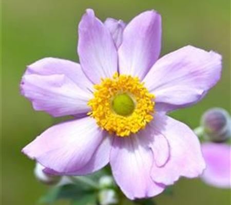 Anemone hybrida (x) 'Serenade'