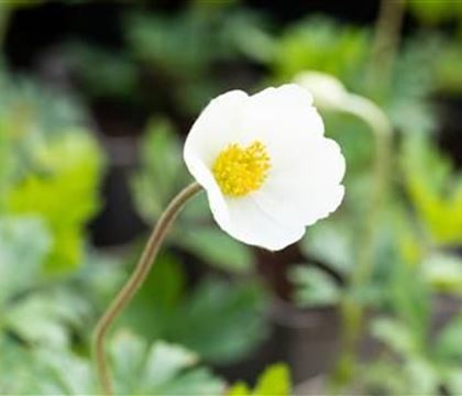 Anemone sylvestris