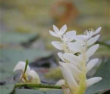 Aponogeton distachyos