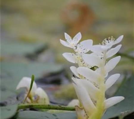 Aponogeton distachyos
