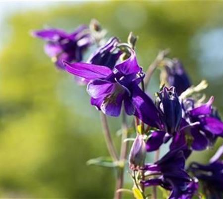 Aquilegia vulgaris