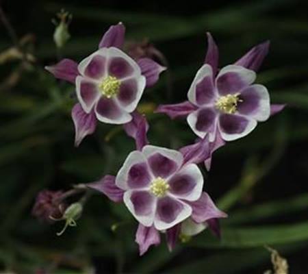 Aquilegia vulgaris 'William Guiness'