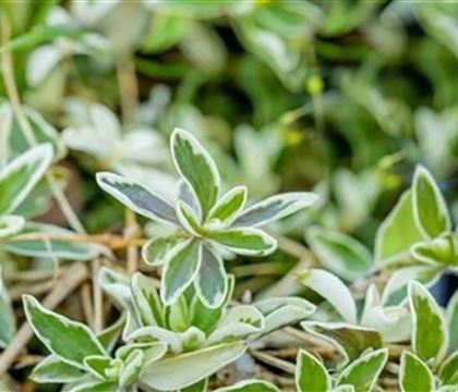 Arabis ferdinandi-coburgii 'Variegata'