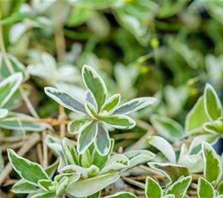 Arabis ferdinandi-coburgii 'Variegata'