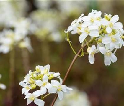 Arabis procurrens