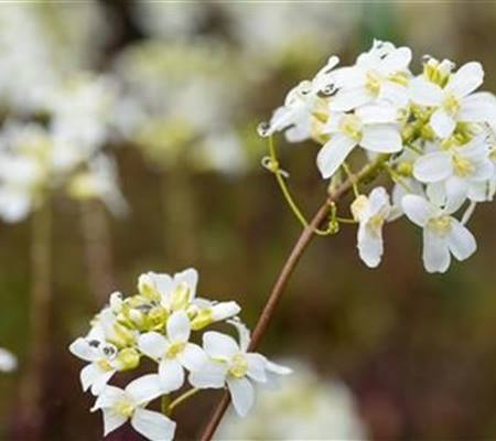 Arabis procurrens