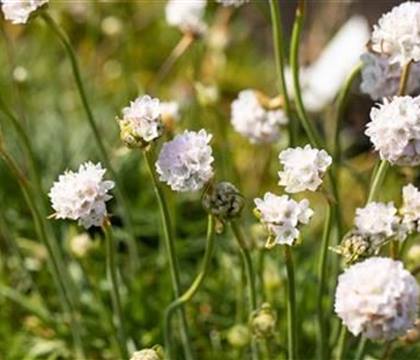 Armeria maritima 'Alba'