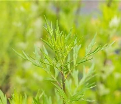 Artemisia vulgaris